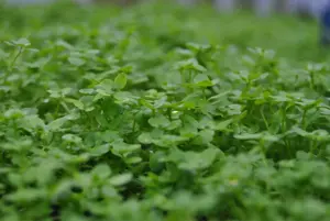 Callitriche palustris