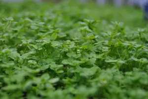 Callitriche palustris