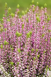 CALLUNA (HEATHER) GARDEN GIRLS 11CM - image 3