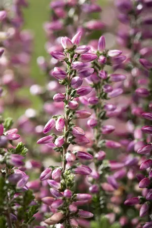 CALLUNA (HEATHER) GARDEN GIRLS 11CM - image 4
