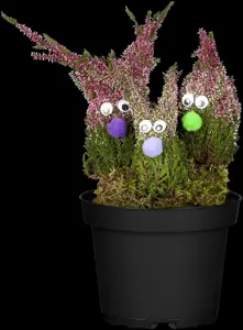 Calluna mix - P10.5 - image 2