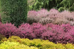 Calluna mix