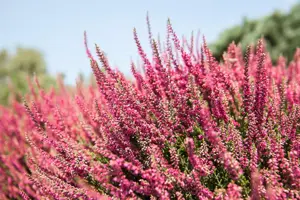 Calluna mix - P10.5 - image 3