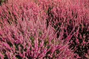 Calluna mix - P10.5 - image 4