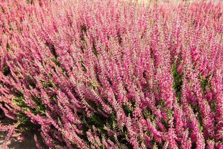 Calluna mix - P10.5 - image 5