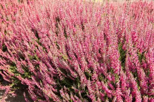Calluna mix - P10.5 - image 5