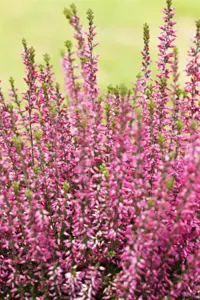 Calluna vulg. 'Garden Girl? Athene' - P10.5 - image 2