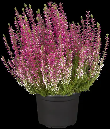 Calluna vulg. 'Garden Girl? Athene' - P10.5 - image 1
