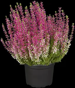 Calluna vulg. 'Garden Girl? Athene'