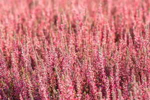 Calluna vulg. 'Garden Girl? Athene' - P10.5 - image 3
