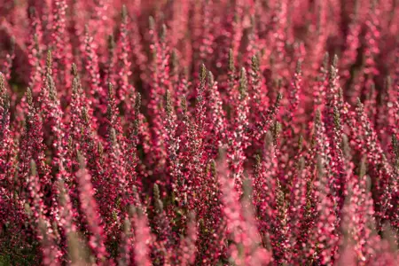 Calluna vulg. 'Garden Girl? Athene' - P10.5 - image 5