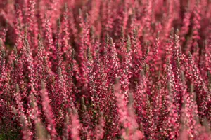 Calluna vulg. 'Garden Girl? Athene' - P10.5 - image 5