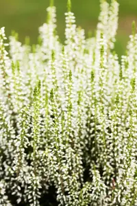 Calluna vulg. 'Garden Girl'? Bettina'