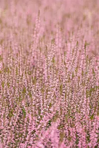 Calluna vulg. 'Garden Girl? Pink Bettina' - P10.5 - image 5