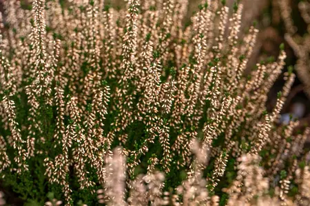 Calluna vulg. 'Garden Girl? Pink Bettina' - P10.5 - image 1