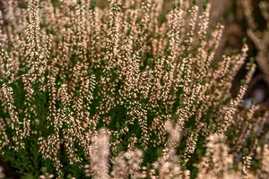 Calluna vulg. 'Garden Girl? Pink Bettina'