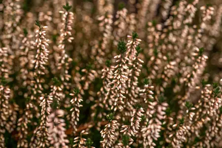 Calluna vulg. 'Garden Girl? Pink Bettina' - P10.5 - image 2