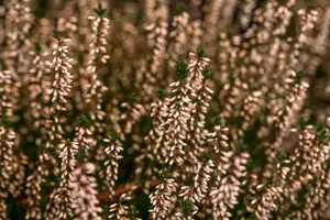 Calluna vulg. 'Garden Girl? Pink Bettina' - P10.5 - image 2