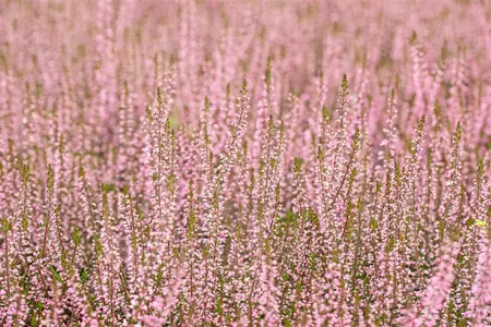 Calluna vulg. 'Garden Girl? Pink Bettina' - P10.5 - image 4