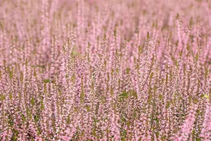 Calluna vulg. 'Garden Girl? Pink Bettina' - P10.5 - image 4