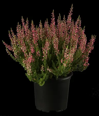 Calluna vulgaris - 15-20 CM RB - image 4