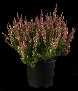 Calluna vulgaris - 15-20 CM RB - image 4