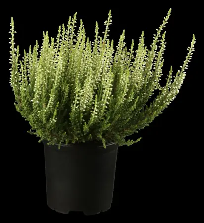 Calluna vulgaris - 1.5 Ltr pot - image 3