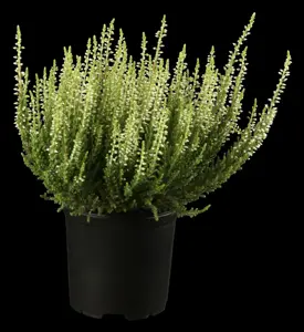 Calluna vulgaris - 10-15 CM RB - image 3