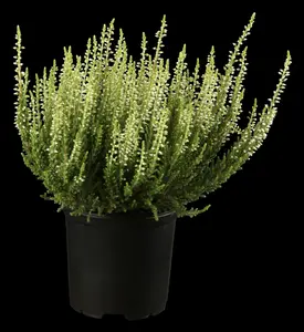 Calluna vulgaris - P12 - image 3