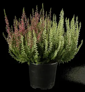 Calluna vulgaris - 1.5 Ltr pot - image 2