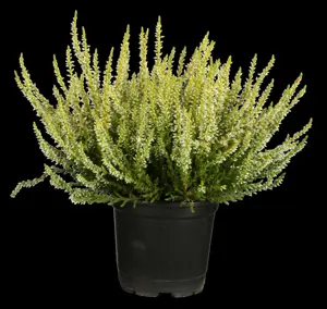 Calluna vulgaris - 10-15 CM RB - image 5
