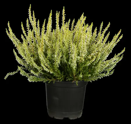 Calluna vulgaris - 15-20 CM RB - image 5