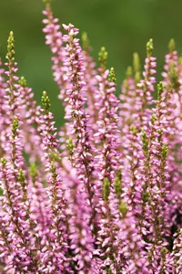 Calluna vulgaris 'Agnes'