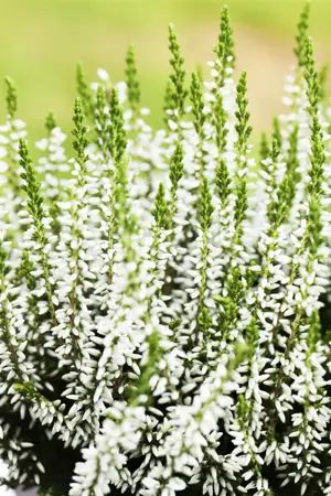 Calluna vulgaris 'Alicia' - P10.5 - image 3