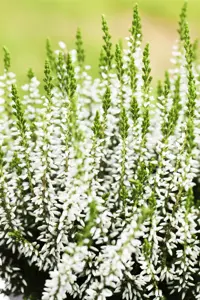 Calluna vulgaris 'Alicia' - P10.5 - image 3