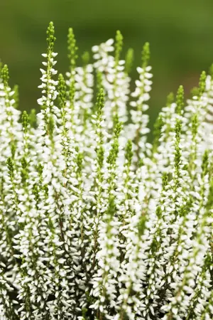 Calluna vulgaris 'Alicia' - P10.5 - image 4