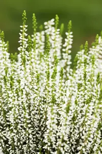 Calluna vulgaris 'Alicia' - P10.5 - image 4