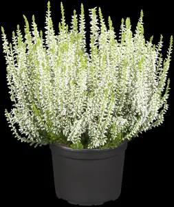 Calluna vulgaris 'Alicia'