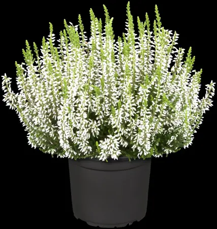 Calluna vulgaris 'Alicia' - P10.5 - image 2