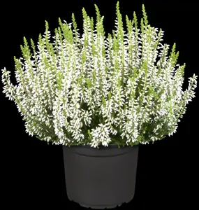 Calluna vulgaris 'Alicia' - P10.5 - image 2