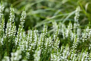 Calluna vulgaris 'Alicia' - P10.5 - image 5