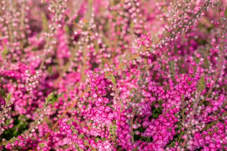 Calluna vulgaris 'Allegro' - P9