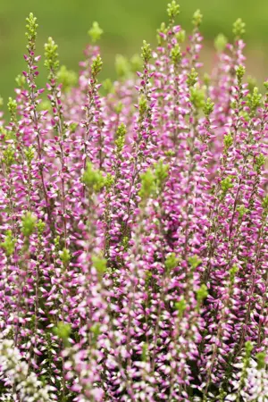 Calluna vulgaris 'Amethyst' - P10.5 - image 5