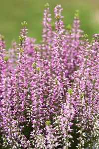Calluna vulgaris 'Amethyst' - 1.5 Ltr pot - image 1