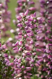 Calluna vulgaris 'Amethyst' - 1.5 Ltr pot - image 4