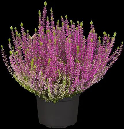 Calluna vulgaris 'Amethyst' - P10.5 - image 1
