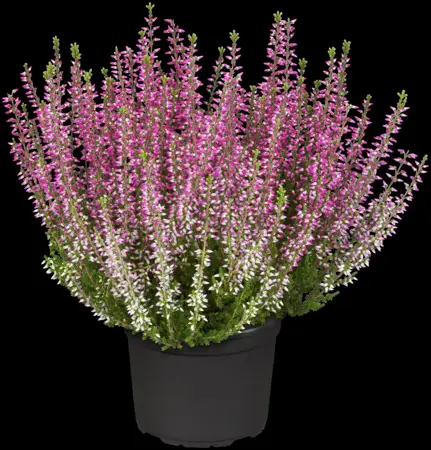 Calluna vulgaris 'Amethyst' - P10.5 - image 2