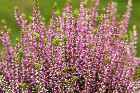 Calluna vulgaris 'Amethyst' - 1.5 Ltr pot - image 2