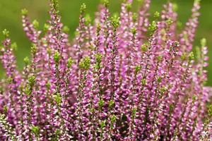 Calluna vulgaris 'Amethyst' - 1.5 Ltr pot - image 2