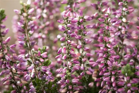 Calluna vulgaris 'Amethyst' - 1.5 Ltr pot - image 5
